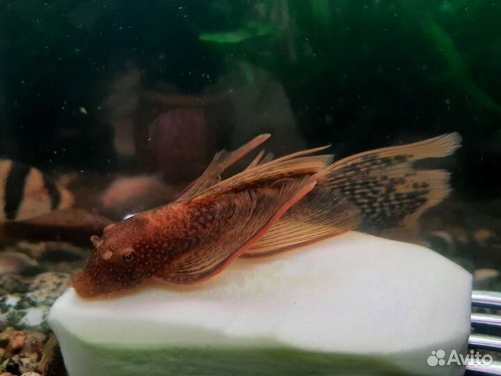 Анциструс вуалевый - леопард LDA 016 (пара)