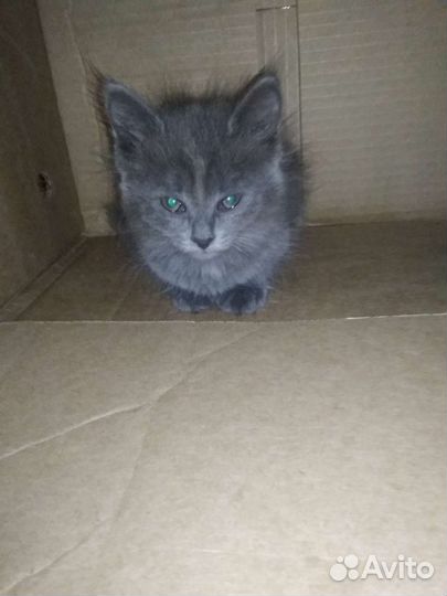 Котёнок в добрые руки