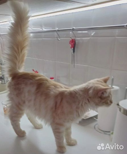 Котик ищет дом. Кастрирован