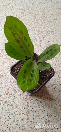 Маранта триколор