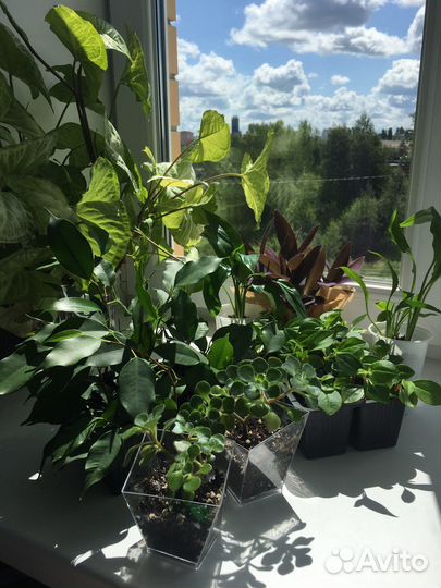 Комнатные растения традесканция, фикус, пеперомия