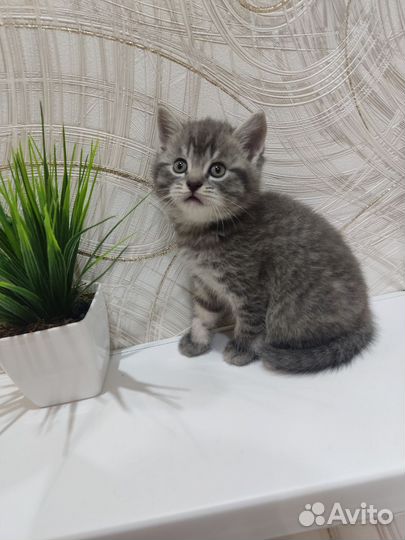 Британская