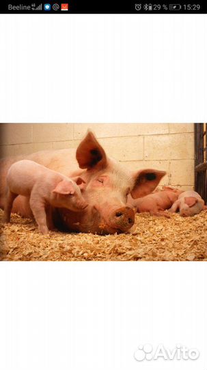 Поросята от 3 мес