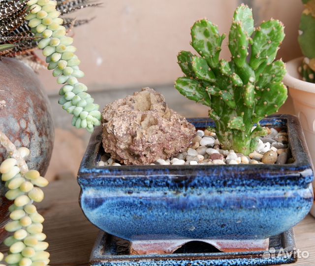 Опунция вариегатная