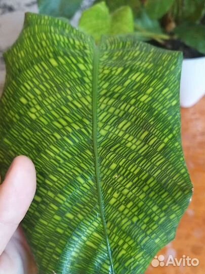 Калатея мозаичная Нетворк