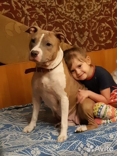 Стаффордширский терьер щенки