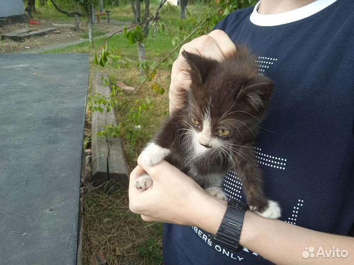 Кошка в дар бесплатно