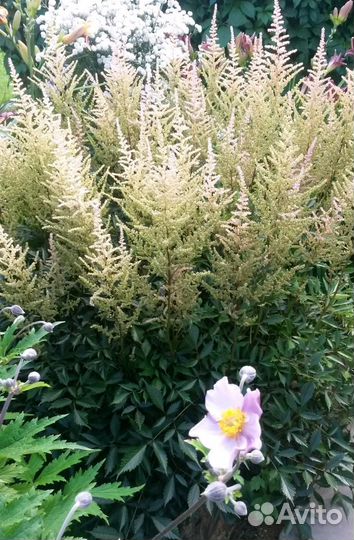 Астильба розовая, сиреневая, кораловая