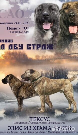 Щенки среднеазиатской овчарки