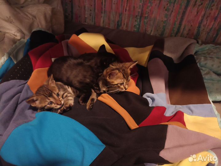 Котята саванна ф5