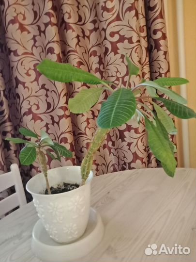 Молочай комнатный с горшком