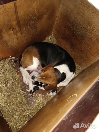 Эстонская гончая щенки