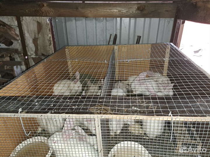 Кролики белый паннон