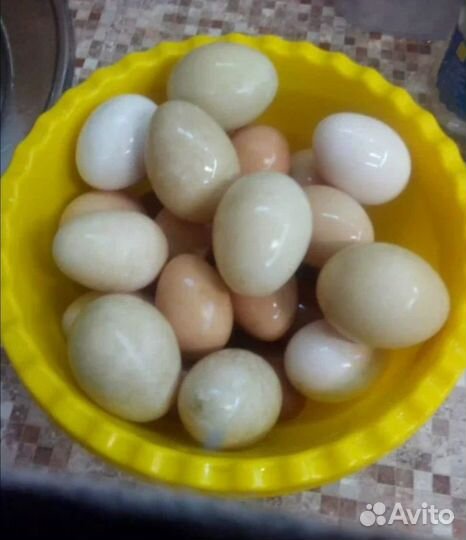 Яйцо домашнее