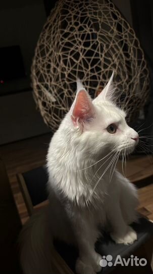 Котята мейкун полидакт