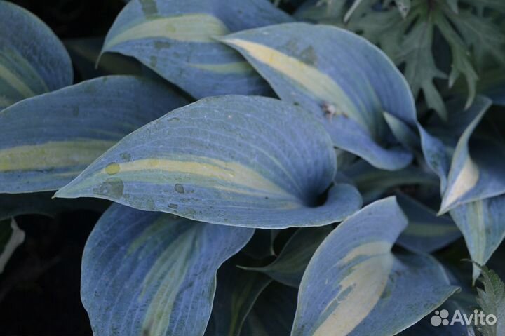 Хосты голубых оттенков