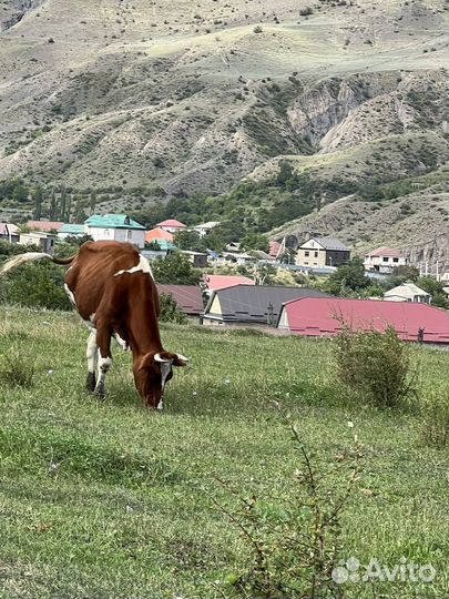 Продаются коровы айширской породы. Всего7 голов