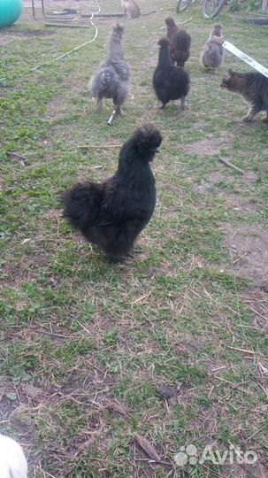 Китайские шелковые куры