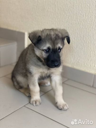 Щенки в добрые руки