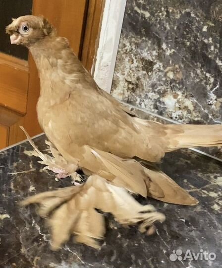 Голуби узбекские