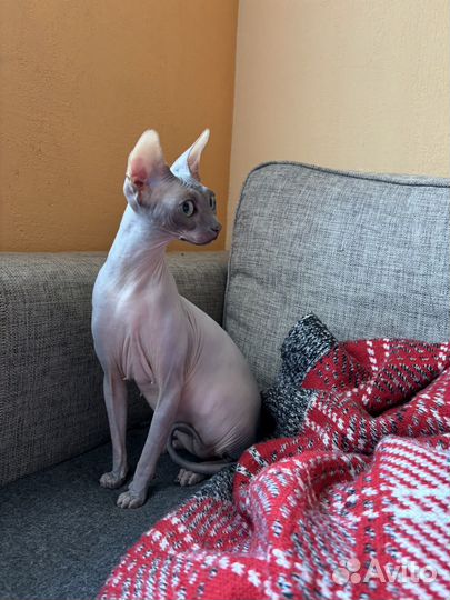 Передержка кошек