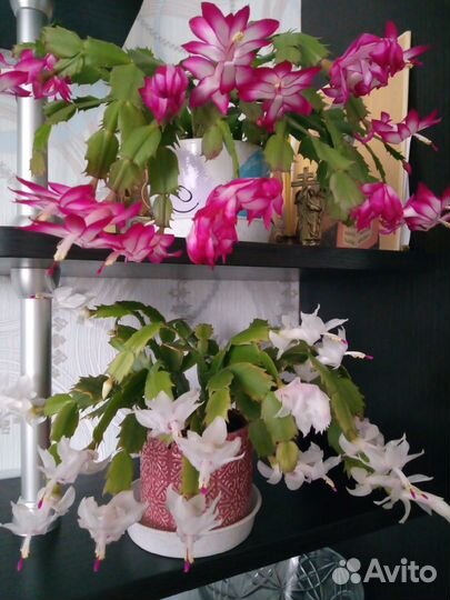 Цветок декабрист