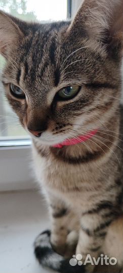 Кошка в дар