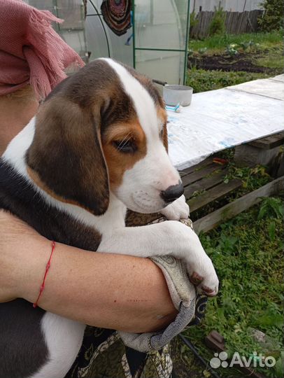 Русская пегая гончая