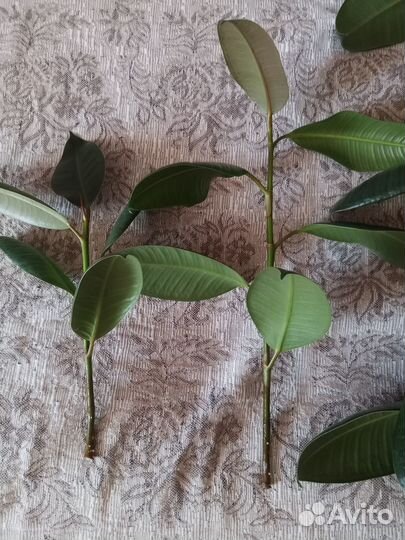 Фикус каучуконосный