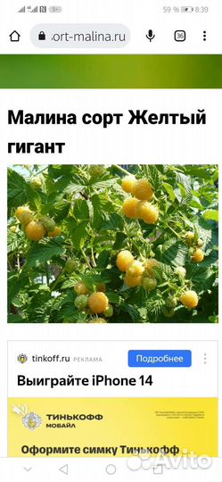 Саженцы желтой малины