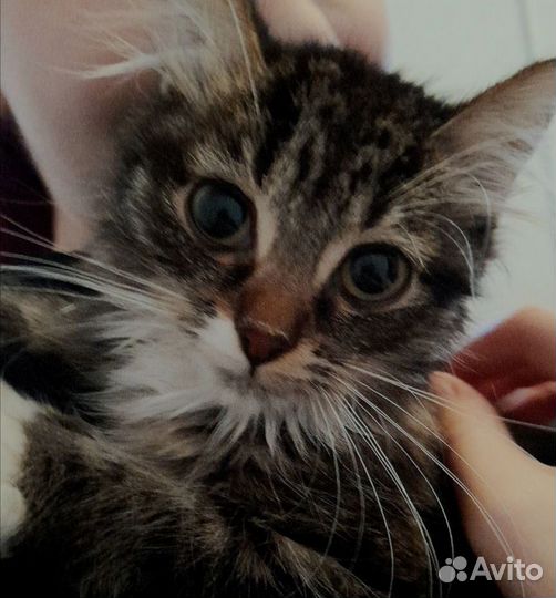 Отдаём в добрые руки