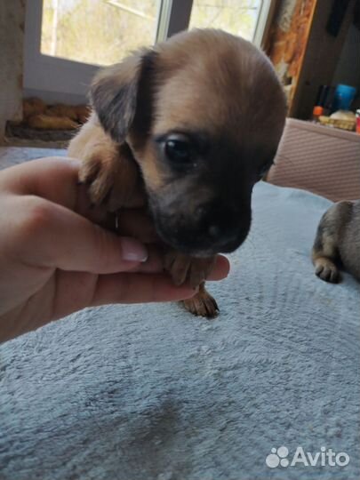 Французский бульдог щенки