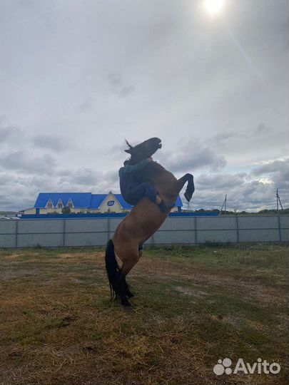 Кобыла с жеребенком