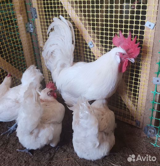 Инкубационное яйцо породистых кур