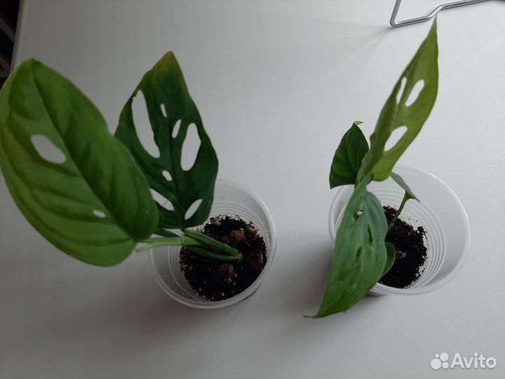 Монстера Манки маск