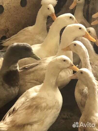 Инкубационное яйцо утки