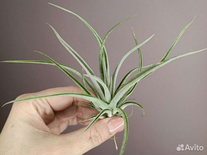 Тилландсия атмосферная