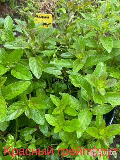 Коллекционная сортовая мята, 50 сортов