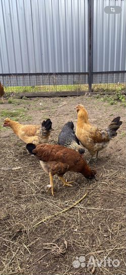 Куры молодки