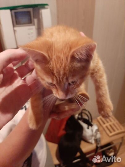 Отдам в добрые руки