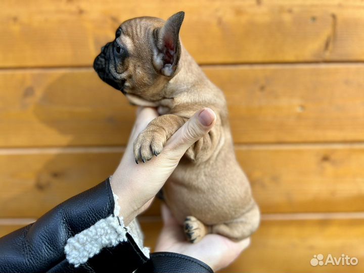 Французский бульдог