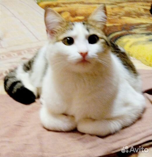 Кот Сёма