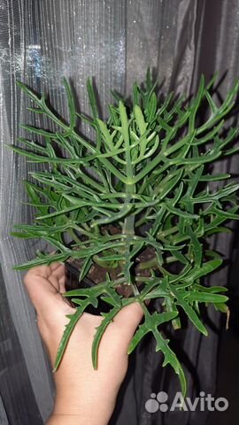 Каланхоэ оленьи рожки