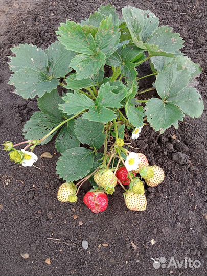 Клубника ремонтантная