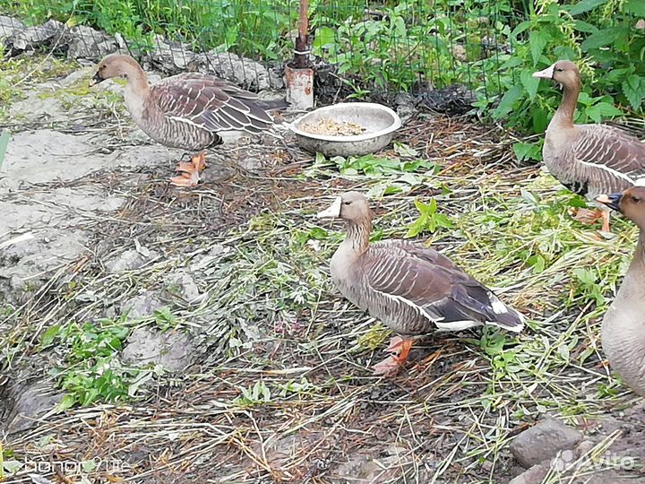 Гуси дикие подсадные