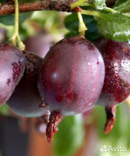Саженцы крупного красного крыжовника Финик