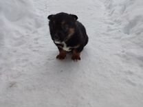 выставка раздача животных владивосток. москва афиша ярмарку на пристрой котят. ярмарки по раздаче бездомных животных. выставка кошек в йошкар-оле 2022. выставка животных йошкар-ола.