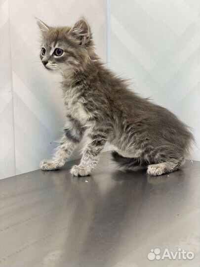 Котята в добрые руки бесплатно