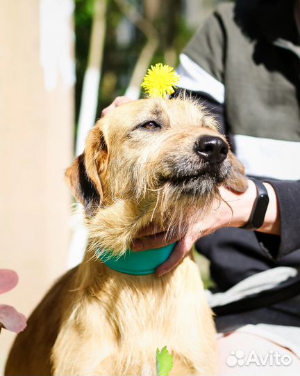 Собака ищет семью