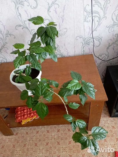 Китайская роза